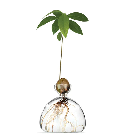 Avocado Vase - Clear by Ilex Studio