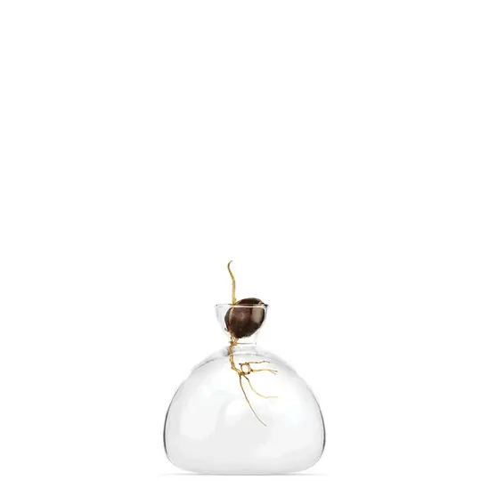 Clear Avocado Vase by Ilex Studio