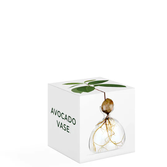 Avocado Vase Clear by Ilex Studio