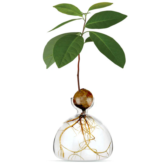 Avocado Vase - Clear by Ilex Studio