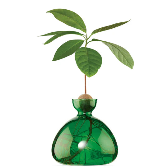 Beautiful green glass vase to grow and avocado seed in. Clear glass so you can see the avocado roots growing