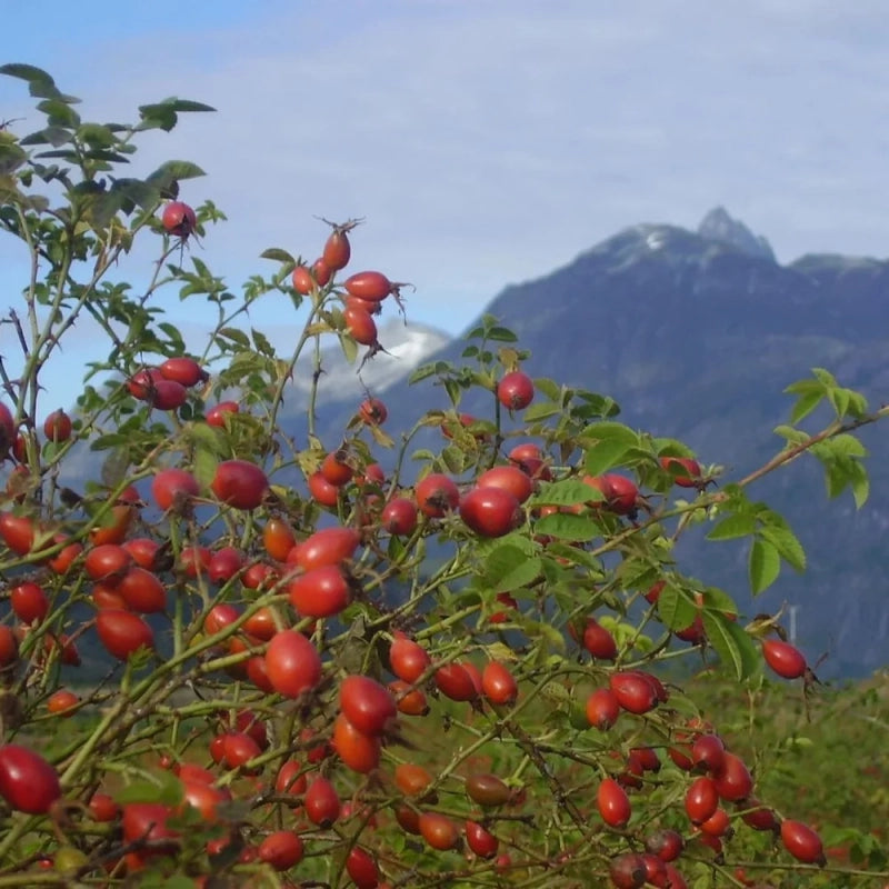 organic rosehips
