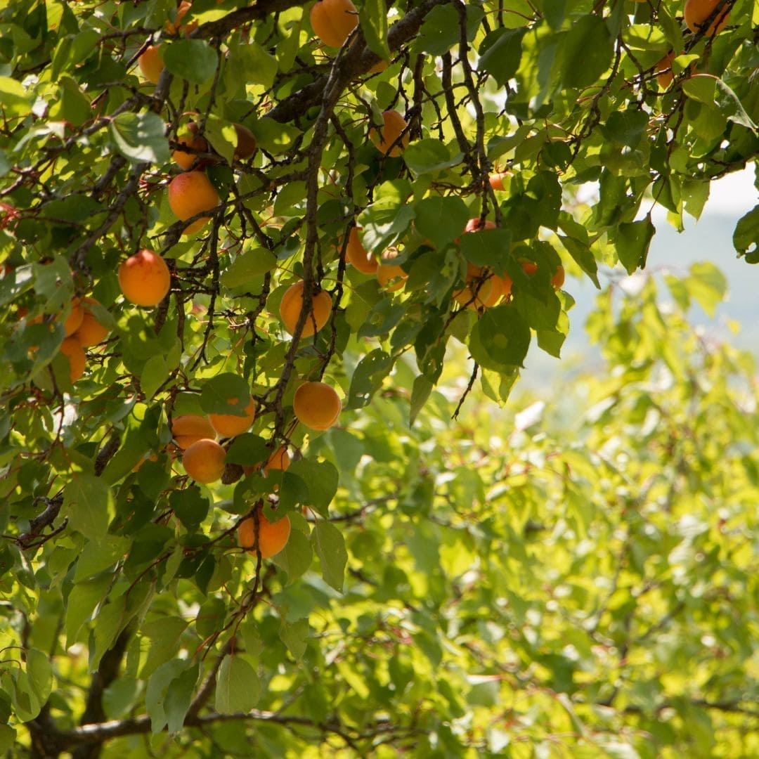 organic Apricots in tree