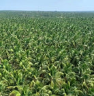 Coconut trees