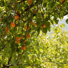organic Apricots in tree