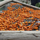 dried apricots to make organic apricot oil